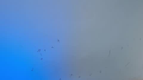 VALENTINA  online show from 10/15/25, 08:03