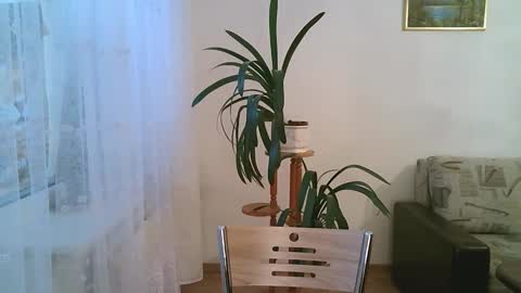 Snapshot of dartanjanas chatting on 12/01/25, 11:15 Dario online show from 12/01/25, 11:15