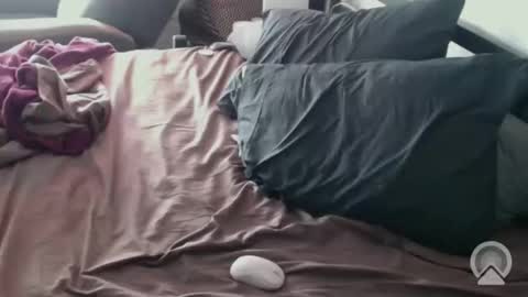 DCTeamFucker online show from 02/14/26, 02:03