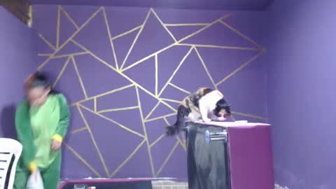 diana online show from 01/12/25, 08:14