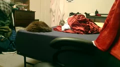 Steve online show from 02/15/26, 02:19