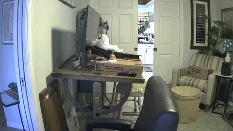 DirtkPitt Fun guy working online show from 01/21/25, 07:17