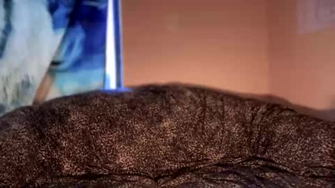 dove_love22 online show from 01/12/26, 05:18