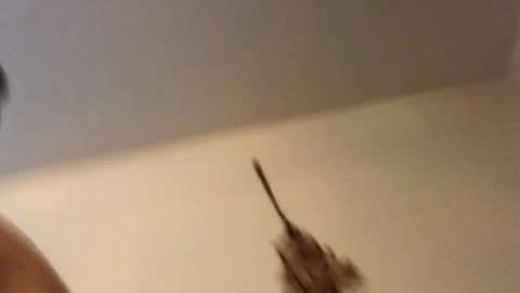 ducebabydee online show from 02/18/26, 11:11