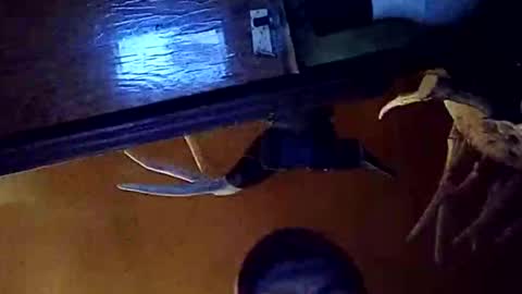 dukester36 online show from 05/26/26, 03:46
