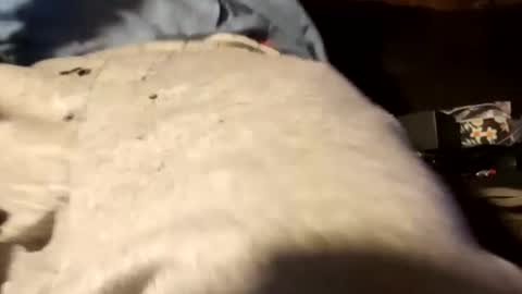 edmore1215 online show from 12/18/24, 12:51