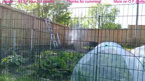 Ella Bella Bo Bella online show from 06/01/26, 01:35