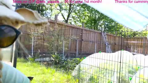Ella Bella Bo Bella online show from 06/03/26, 02:19