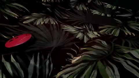 Eva online show from 09/14/25, 06:45