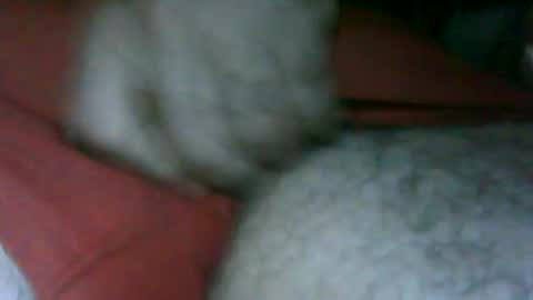 Snapshot of fer_2197 chatting on 11/13/25, 02:49 fer_2197 online show from 11/13/25, 02:49