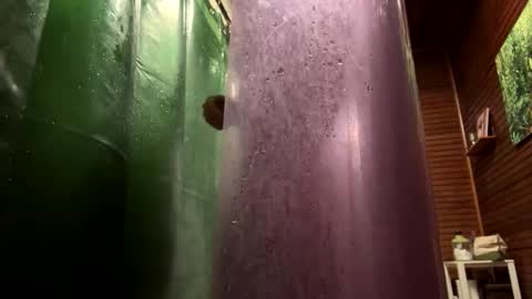 Forest online show from 01/23/25, 10:01