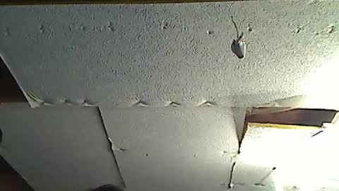 Snapshot of fromanotherplanet24 chatting on 03/17/26, 11:41 fromanotherplanet24 online show from 03/17/26, 11:41