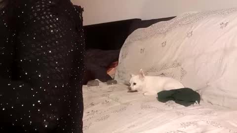 Snapshot of full4cefull chatting on 09/24/25, 04:32 Pizzaz online show from 09/24/25, 04:32