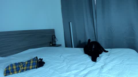 giannasue online show from 01/11/25, 06:01