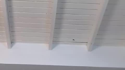 gigi wilden online show from 01/15/25, 02:24