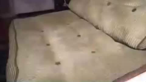 ginger_halo online show from 06/30/26, 05:52