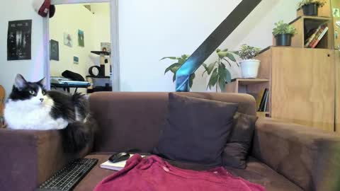 girasol1921 online show from 12/29/24, 03:22