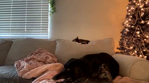 Snapshot of goddessmayvn chatting on 12/12/24, 11:47 GoddessMayvn online show from 12/12/24, 11:47