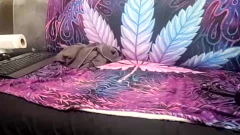 Goldcmen online show from 01/17/25, 04:06