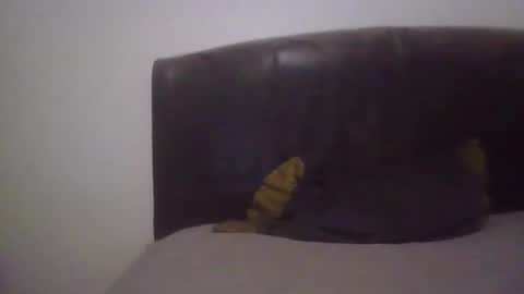 goodcock12345 online show from 02/19/25, 06:55