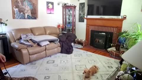 goodgirlcelestecat online show from 10/03/25, 03:31