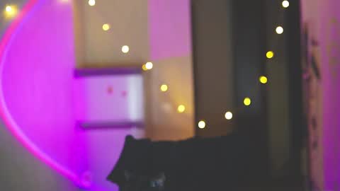 happy_cat_house2 online show from 12/11/24, 06:31