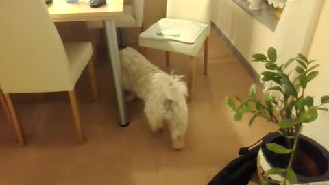 harald1234 online show from 12/01/25, 07:30