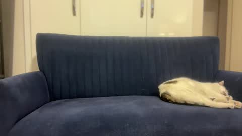 hoplonger online show from 03/06/26, 02:13