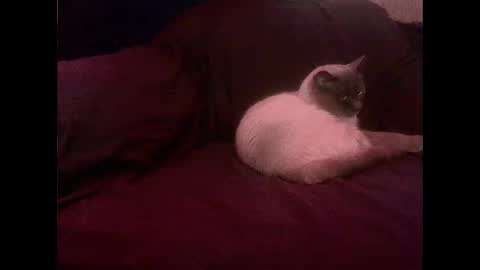 Snapshot of hopps28 chatting on 03/01/25, 10:13 hopps28 online show from 03/01/25, 10:13