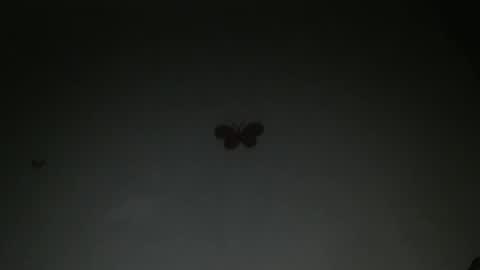 Iris online show from 02/27/26, 08:09