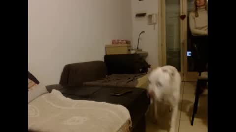 Hornyssima online show from 01/12/25, 05:01