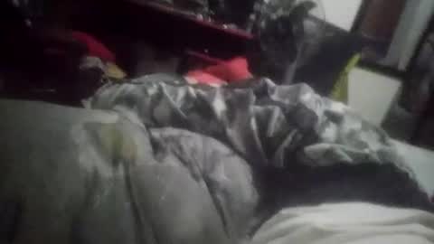 horsebrowm online show from 01/01/25, 11:29