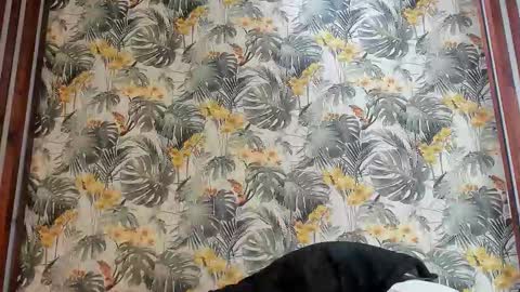 Italo Moore online show from 09/25/25, 11:03