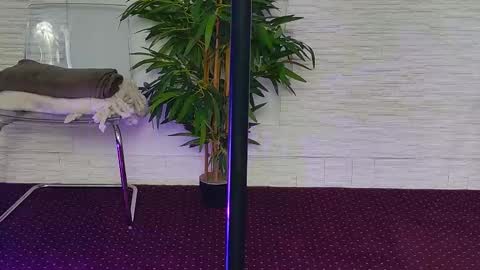 Celine online show from 11/03/25, 05:31