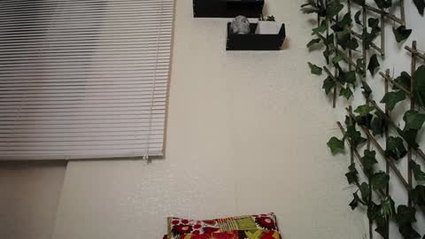 JKing  online show from 01/23/25, 04:09