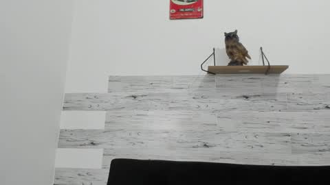 Jaycreedd online show from 11/07/25, 04:01