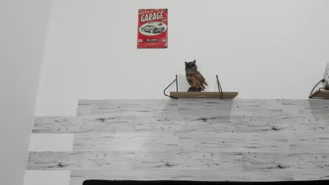 Jaycreedd online show from 11/12/25, 08:15