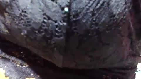 Snapshot of jaysonata215 chatting on 12/09/24, 11:15 jaysonata215 online show from 12/09/24, 11:15