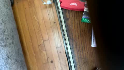 Jeremys room chill and puff one enjoy online show from 01/12/26, 08:25