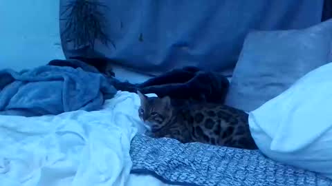 jwolf11851725 online show from 10/25/25, 08:22