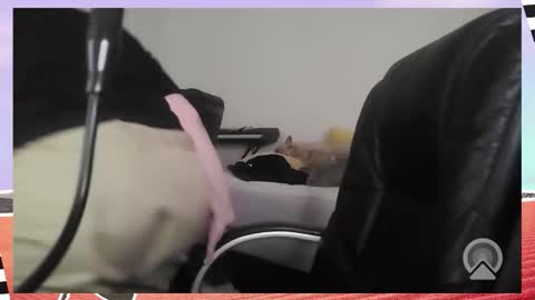 Bella Blue BBW online show from 12/16/25, 09:36