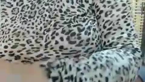 LAILA online show from 07/22/26, 11:35