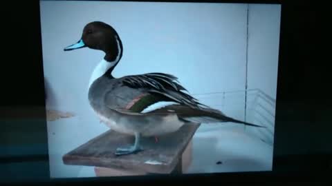 Snapshot of lancehardin chatting on 01/13/25, 01:02 Lance online show from 01/13/25, 01:02