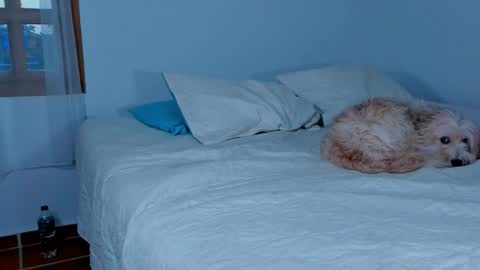 Snapshot of laurent_a chatting on 02/15/25, 10:42 Lucie online show from 02/15/25, 10:42