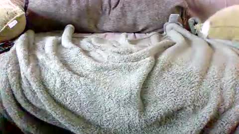 Bills Mafia online show from 03/03/26, 05:52