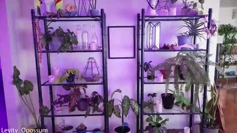 Snapshot of levity_opossum chatting on 11/28/25, 11:07 Levity online show from 11/28/25, 11:07