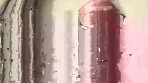 lildog361334 online show from 02/28/26, 03:46