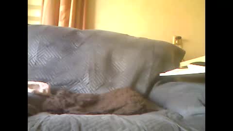 lion160868 online show from 05/07/26, 08:09