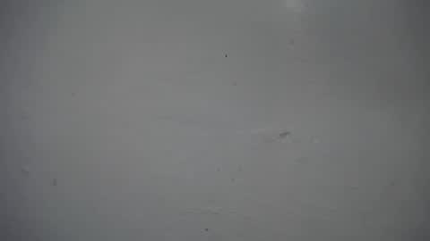 lisa_branch online show from 11/16/25, 12:33