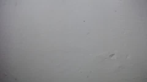 lisa_branch online show from 11/28/25, 10:07